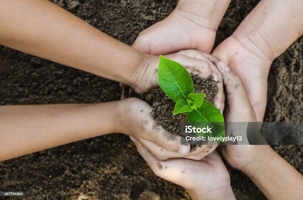 Growing concept eco Group hand  children planting together on soil backgroud Growing concept eco Group three hand  children planting together Child Stock Photo