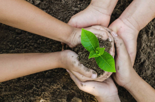 growing concept eco group hand  children planting together on soil backgroud - seed human hand tree growth imagens e fotografias de stock