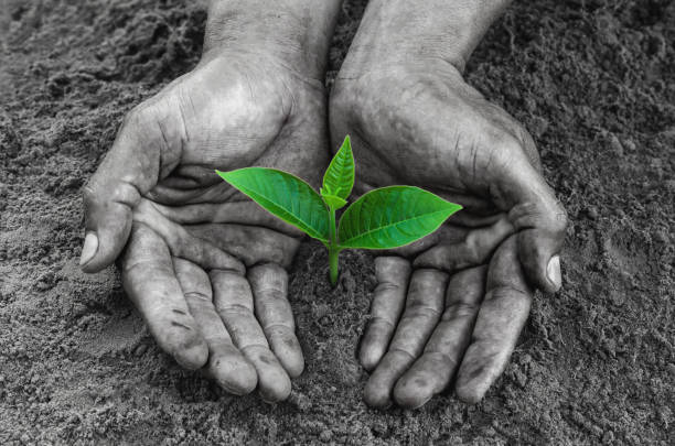 istock hands black holding and caring a young green plant 657724340