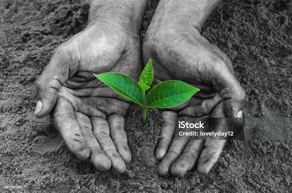 hands black holding and caring a young green plant hands black holding and caring a young green plant on dirt Origins Stock Photo