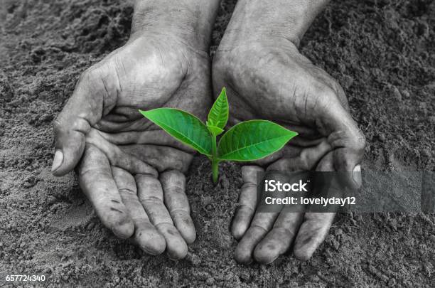 Hands Black Holding And Caring A Young Green Plant Stock Photo - Download Image Now - Origins, New Life, Plant