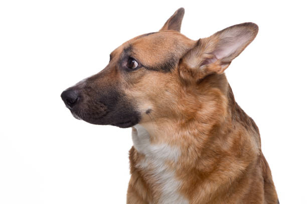 istock Portrait of looking side german shepherd 657726818