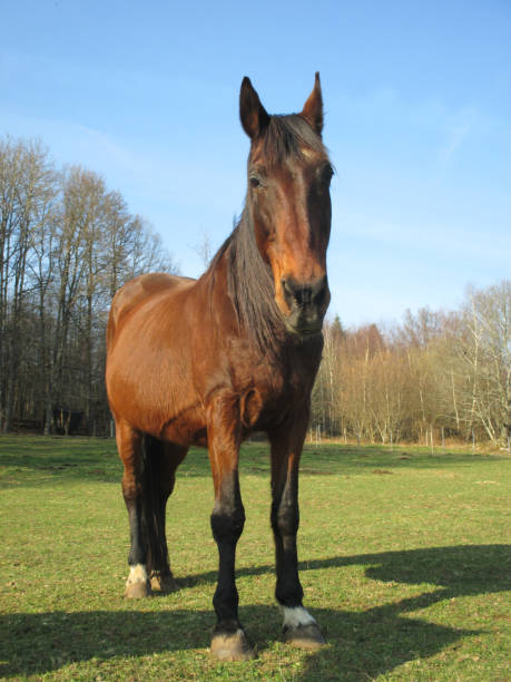 istock Horse in Freedom - Rural Scene 657727372