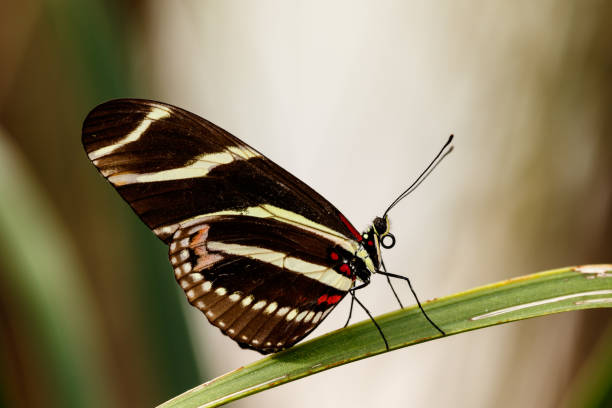 zebra longwing schmetterling balanciert auf einem blatt. - sonora state stock-fotos und bilder