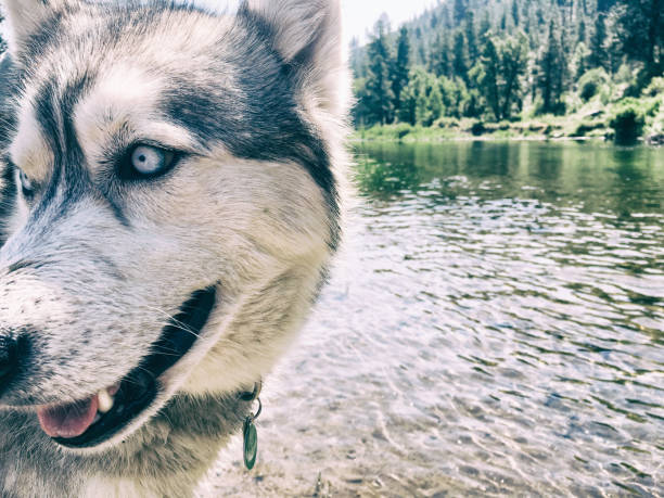 istock Siberian husky playing on the Truckee river 657729936