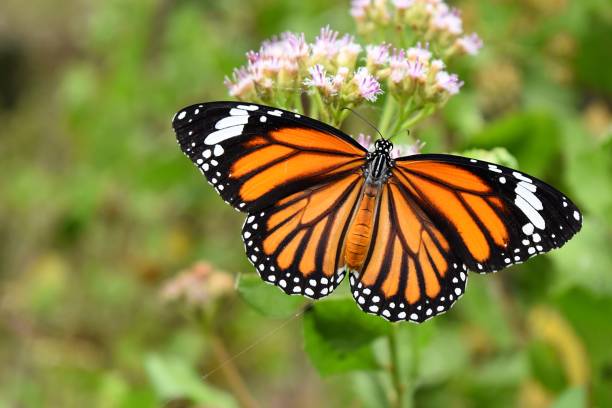 istock Common Tiger,Danaus genutia,Patterned orange white and black color on butterfly-wing 657730550