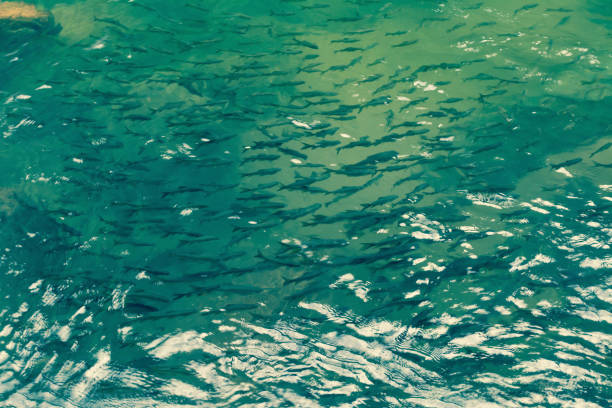 a lot of fish in pond