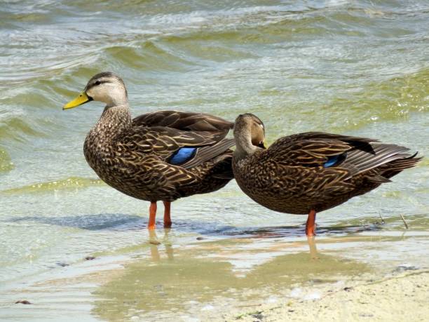 mottled duck (anas fulvigula) - gevlekte eend stockfoto's en -beelden