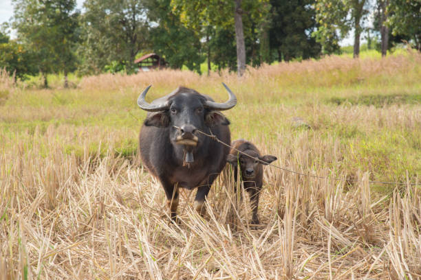 istock Save Download Preview Buffalo eating hay in rice field 657733464