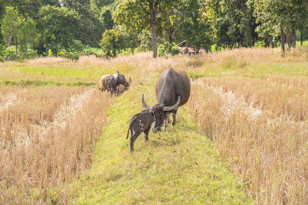 istock Save Download Preview Buffalo eating hay in rice field 657733510