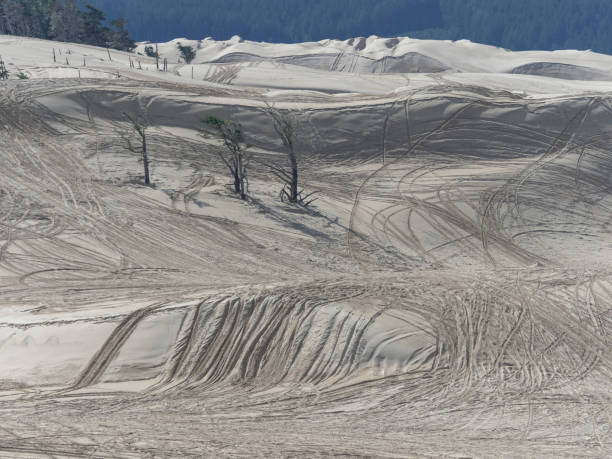 sand dunes ohv tracks by honeyman state park florence oregon - honeymoon imagens e fotografias de stock