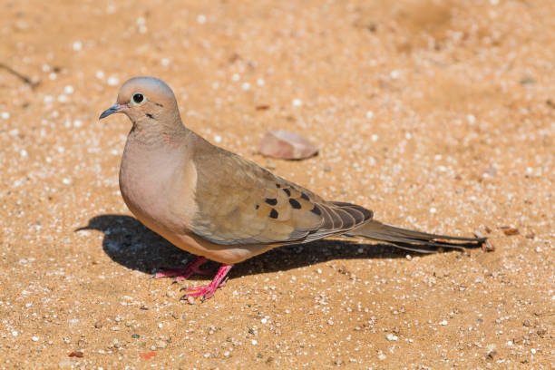 Mourning dove standing in profile A mourning dove (Zenaida macroura) standing in dirt in profile. zenaida dove stock pictures, royalty-free photos & images