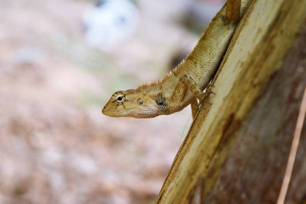 istock Thai chameleon on banana tree with natural Bokeh  background 657734276