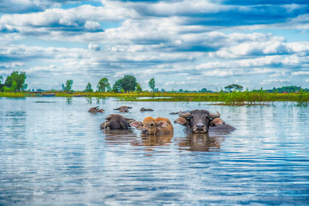 The domestic buffalo hides in river ,Thailand
