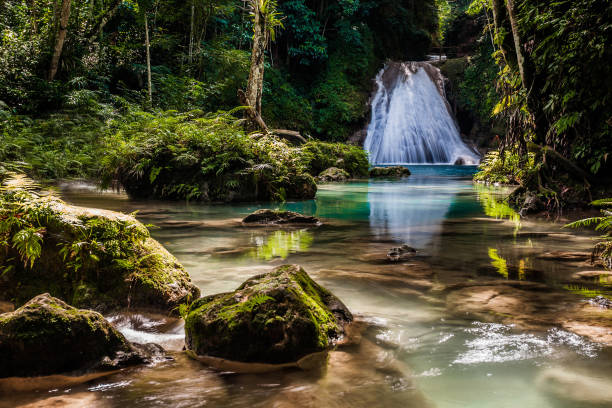 little paradise - tropical rainforest jamaica tropical climate rainforest imagens e fotografias de stock