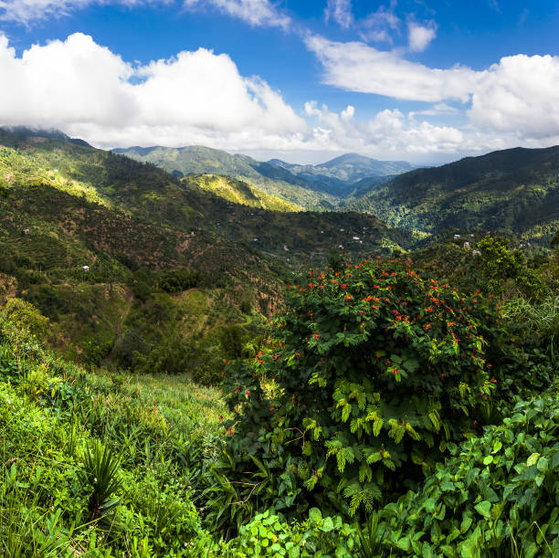 Blue mountains where coffee is grown