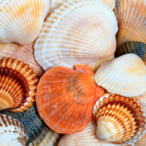 istock Shells of anadara and scallops 657737036