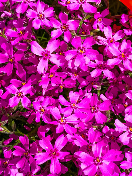 istock Bright Purple Clematis Flowers 657737348