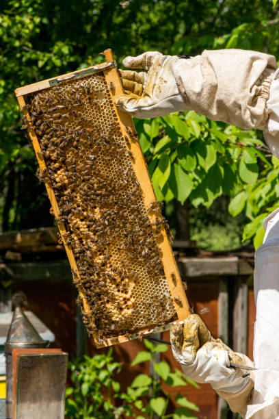 istock Beekeeper working on his beehives in the garden 657740772