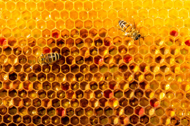 istock closeup of bees on honeycomb in apiary 657743250