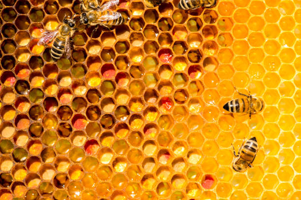 istock closeup of bees on honeycomb in apiary 657743506