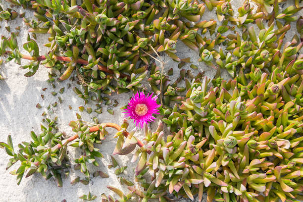 Close-up photo of cute purple Kalanchoe fedtschenkoi flower buds growing