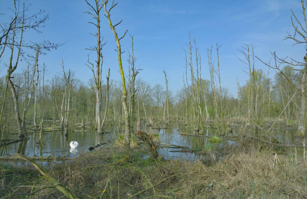 istock Schwalm-Nette Natural Park,Brueggen,Rhineland,Germany 657751366