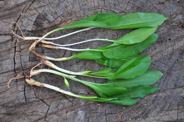 ajo silvestre ramson u oso de ajo sobre fondo de madera - herbal medicine nature ramson garlic fotografías e imágenes de stock