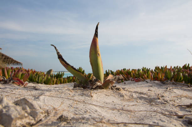 mała roślina agawy na plaży - agave italy aloe sea zdjęcia i obrazy z banku zdjęć
