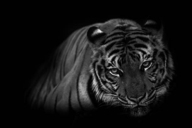 istock Bengal tiger portrait beautiful look down black 657757658