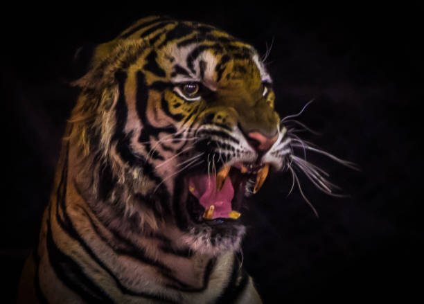 istock Bengal Tiger portrait roar looking outside  isolated black 657757660