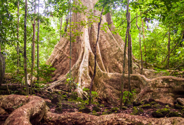 vieil arbre de la forêt tropicale avec racine contrefort - tropical rain forest flash photos et images de collection