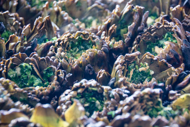 istock Artichokes cooked on the grill 657765230