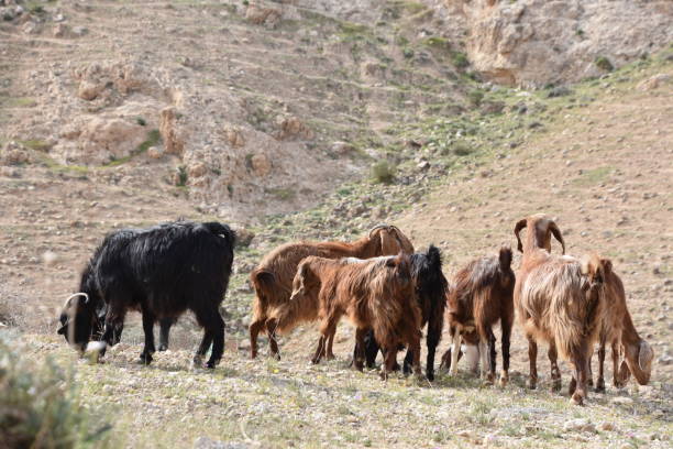 istock Herd of goats in mountainous terrain 657768190