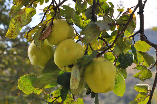 istock Organic natural quince apples on the tree at fall. 657769150