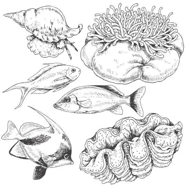 Vector illustration of Reef Animals Set