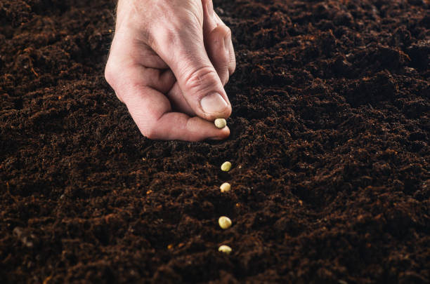 istock Working in the garden, seeding a plant. Soil top view. 657772722