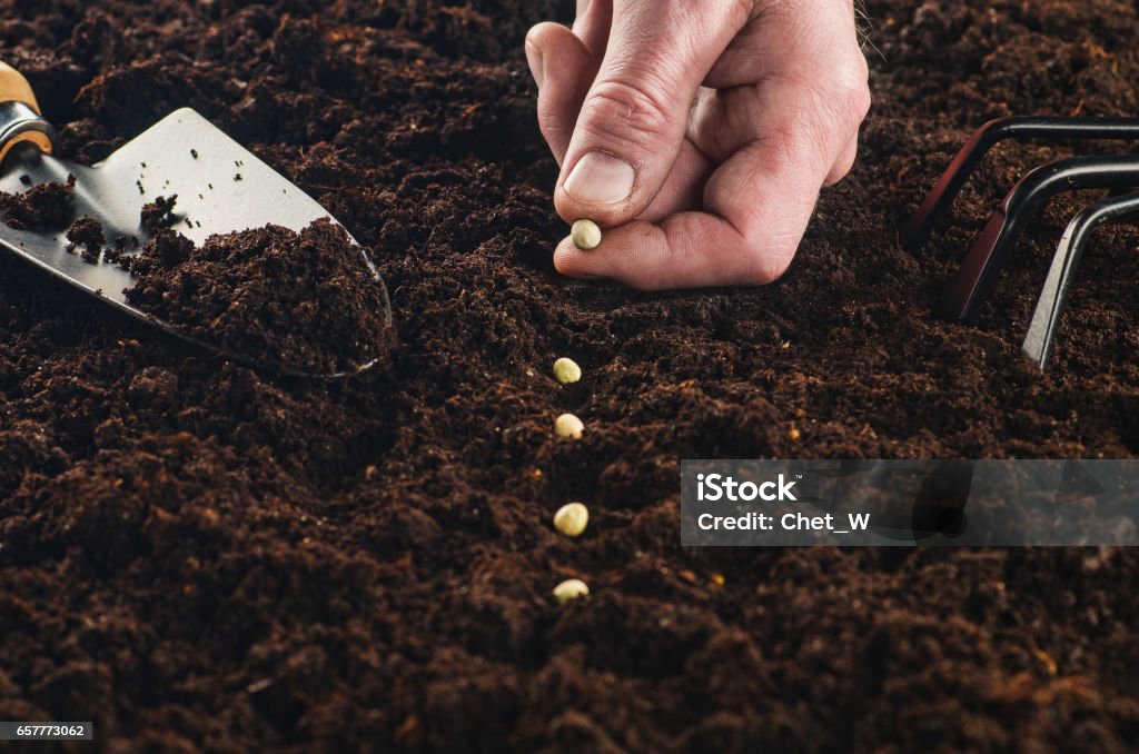 Working in the garden, seeding a plant. Soil top view. Seeding or planting a plant on a natural, soil backgroud. Camera from low angle or top view. Natural background for advertisements. Seed Stock Photo