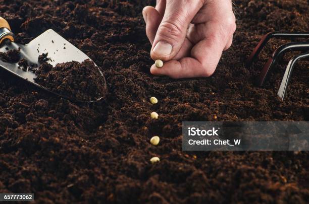 Working In The Garden Seeding A Plant Soil Top View Stock Photo - Download Image Now