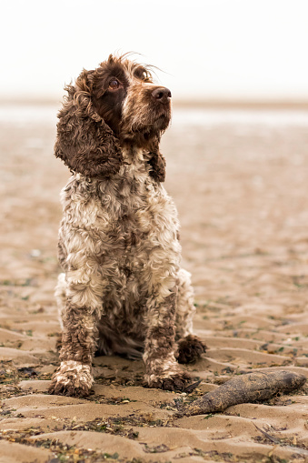 Cocker Spaniel dog at Cambersands