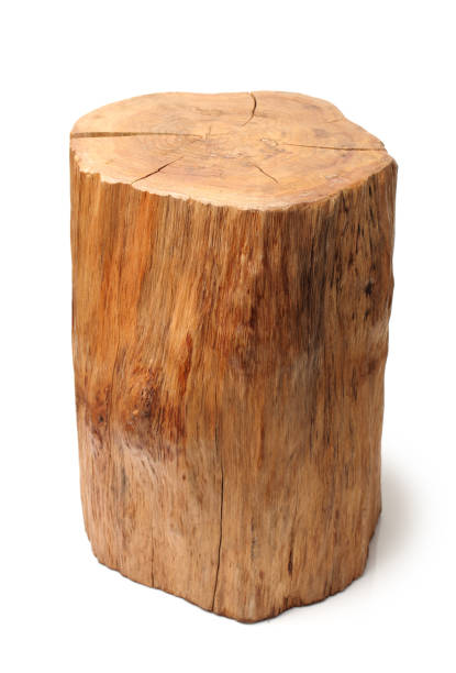 istock log Wood  isolated on a white background 657780288
