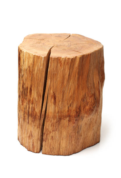 istock log Wood  isolated on a white background 657780414