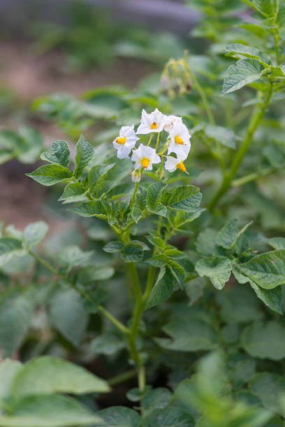 istock Blooming potato plants in the garden 657780516