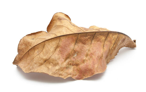 istock Dry leaf closeup on the white background 657780640