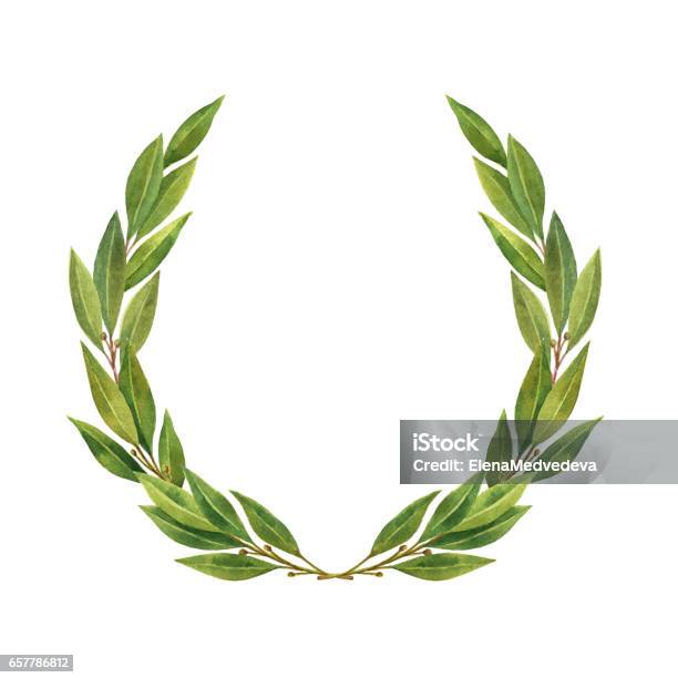 Watercolor Bay Leaf Wreath Isolated On White Background Stock Illustration - Download Image Now