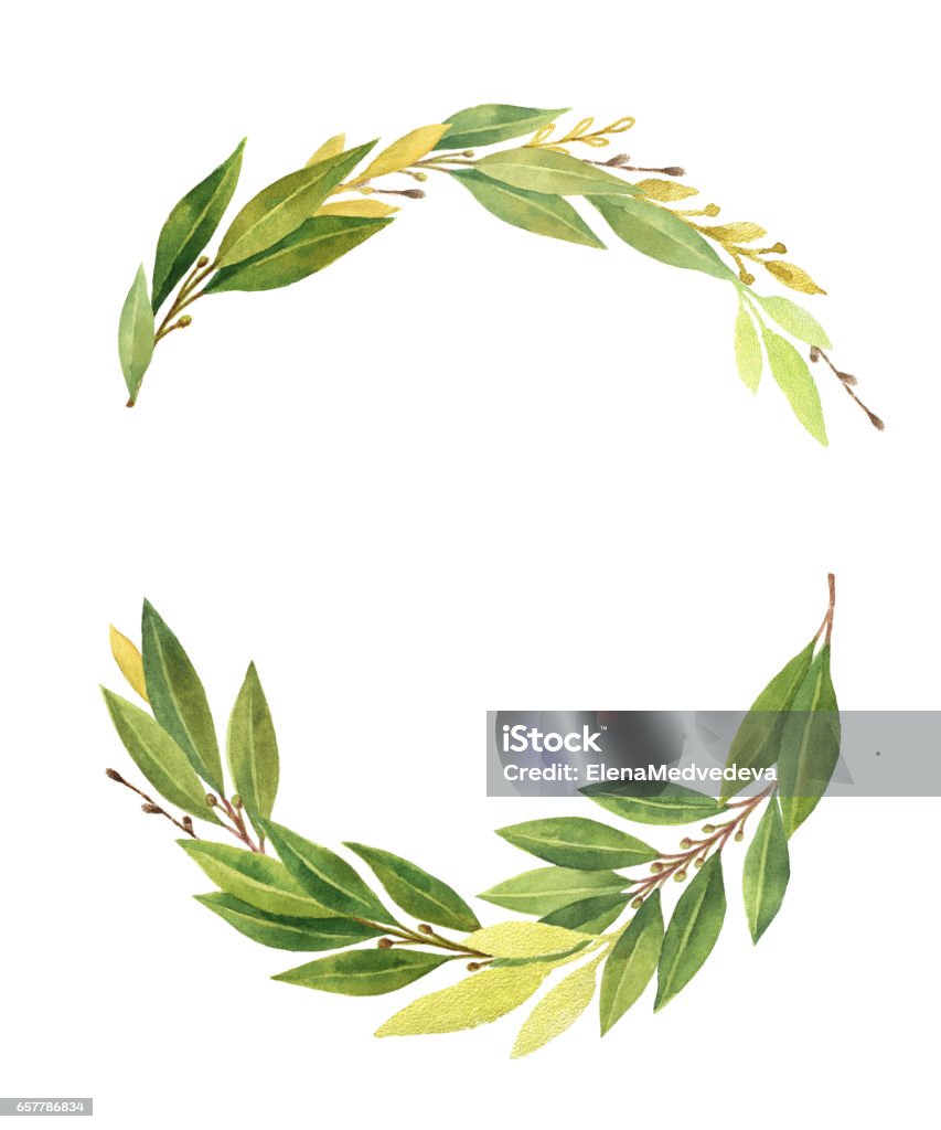 Watercolor Bay leaf wreath isolated on white background. Watercolor Bay leaf wreath isolated on white background. Hand drawn organic products for design of healthy food, kitchen, invitations, greeting cards, quotes. Olive - Fruit stock illustration