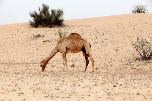 istock Camel in the Liwa desert 657786852