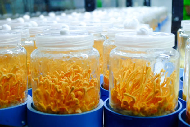 cordyceps militaris in mushroom farm - ascot imagens e fotografias de stock