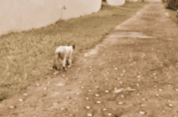 istock Blurred abstract background of cat 657787698