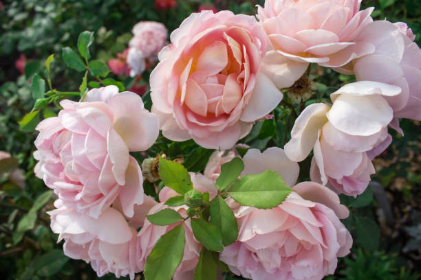 istock Rose Lady of Shalott 657788530